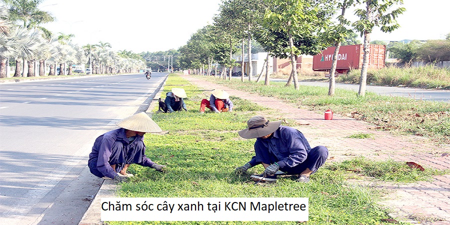 Chăm sóc cây xanh tại kcn mapletree