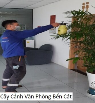 Cho thuê cây cảnh văn phòng bến cát