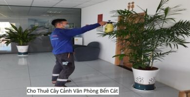 Cho thuê cây cảnh văn phòng bến cát
