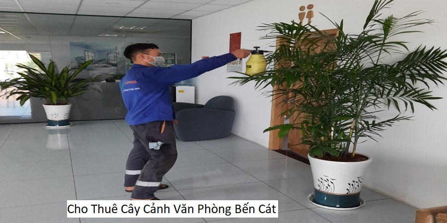 Cho thuê cây cảnh văn phòng bến cát