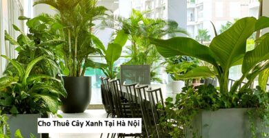 Cho thuê cây xanh tại hà nội