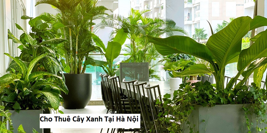 Cho thuê cây xanh tại hà nội