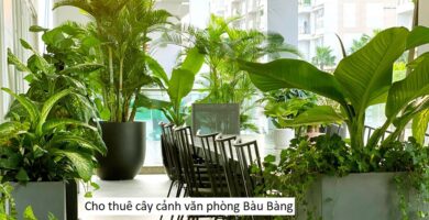 Cho thuê cây cảnh văn phòng bàu bàng