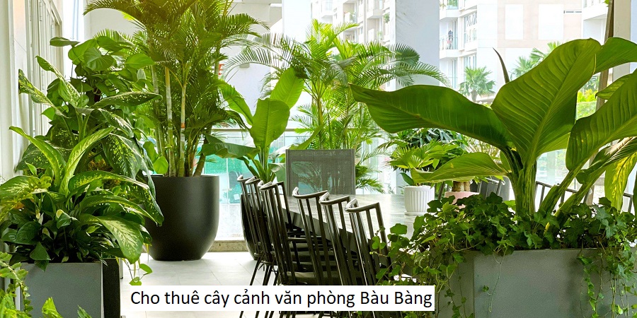 Cho thuê cây cảnh văn phòng bàu bàng