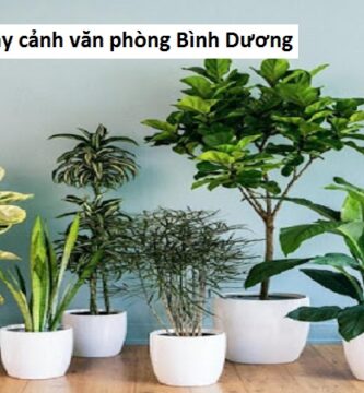 Cho thuê cây cảnh văn phòng Bình Dương
