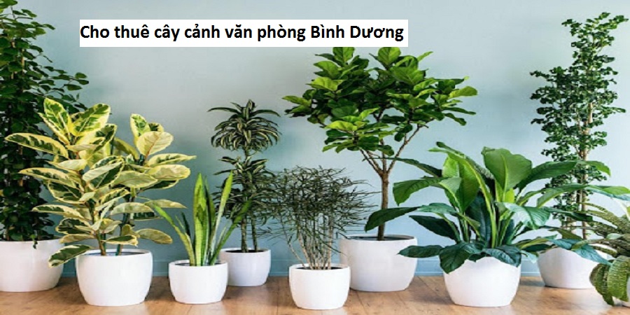 Cho thuê cây cảnh văn phòng Bình Dương