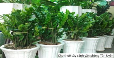 Cho thuê cây cảnh văn phòng tân uyên
