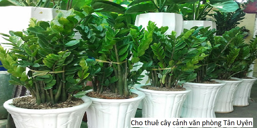 Cho thuê cây cảnh văn phòng tân uyên