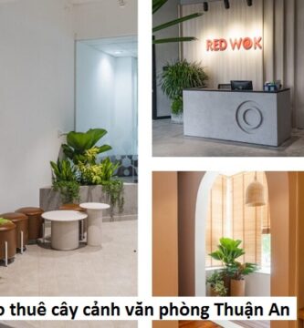 Cho thuê cây cảnh văn phòng thuận an