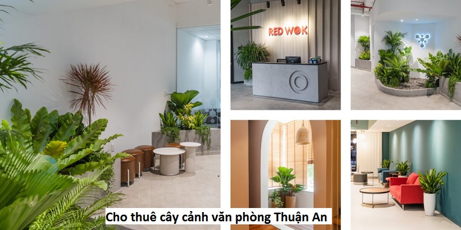 Cho thuê cây cảnh văn phòng thuận an