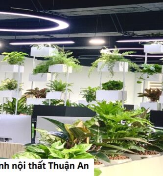 Cho thuê cây xanh nội thất thuận an