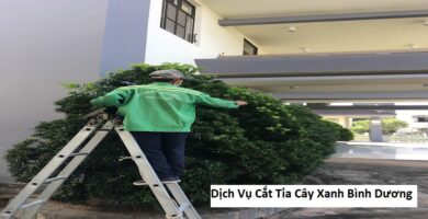 Dịch vụ cắt tỉa cây xanh bình dương