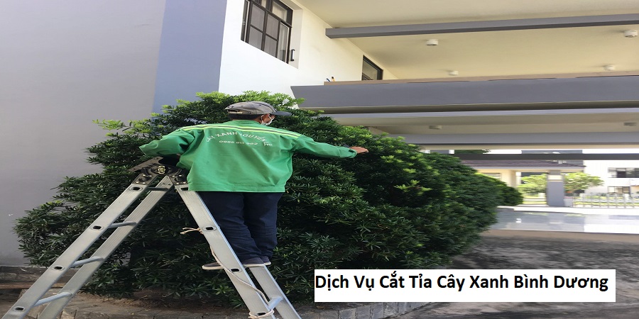 Dịch vụ cắt tỉa cây xanh bình dương