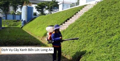 Dịch Vụ Cây Xanh Bến Lức Long An