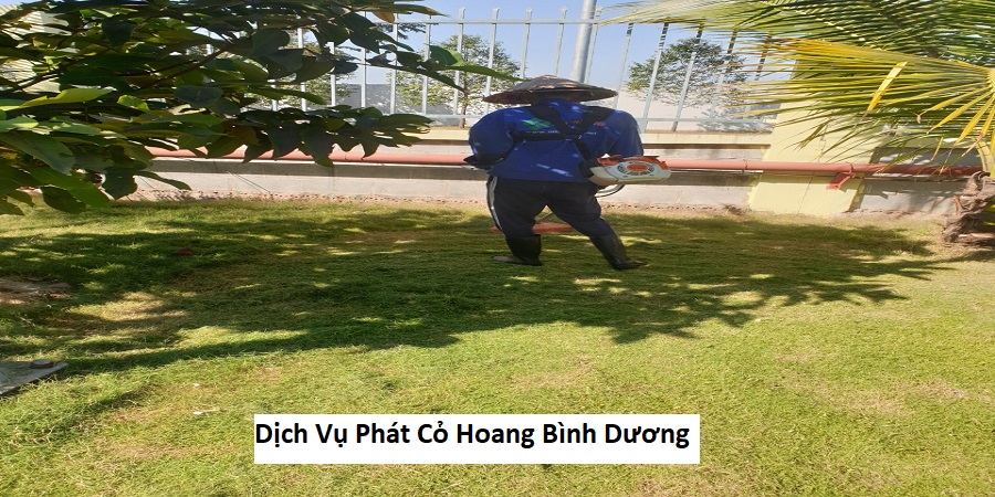 Dịch vụ phát cỏ hoang bình dương