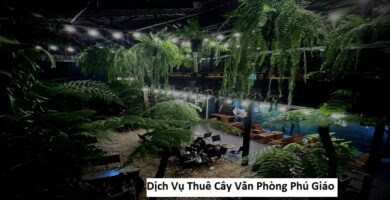Dịch vụ thuê cây văn phòng phú giáo