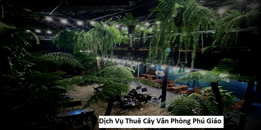 Dịch vụ thuê cây văn phòng phú giáo