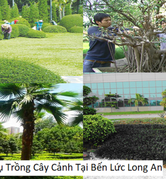 Dịch vụ trồng cây cảnh tại bến lức long an
