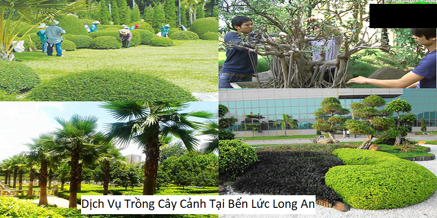 Dịch vụ trồng cây cảnh tại bến lức long an