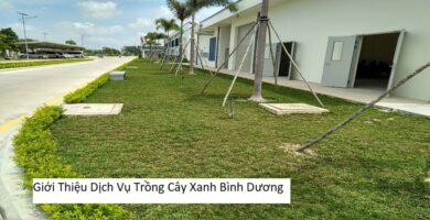 Giới Thiệu Dịch Vụ Trồng Cây Xanh Bình Dương