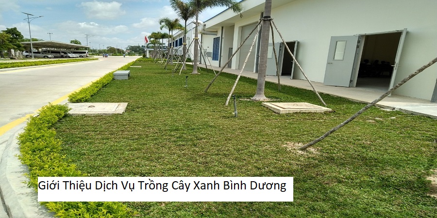 Giới Thiệu Dịch Vụ Trồng Cây Xanh Bình Dương
