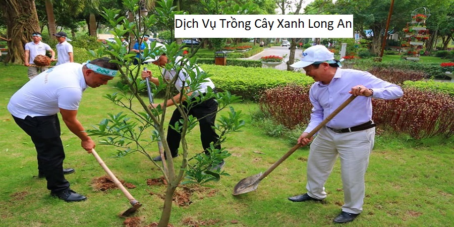 Dịch vụ trồng cây xanh long an