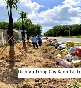 Dịch vụ trồng cây xanh tại long an