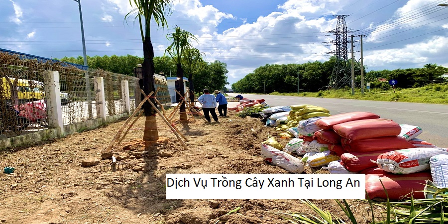 Dịch vụ trồng cây xanh tại long an