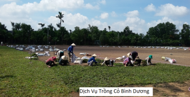 Dịch vụ trồng cỏ bình dương
