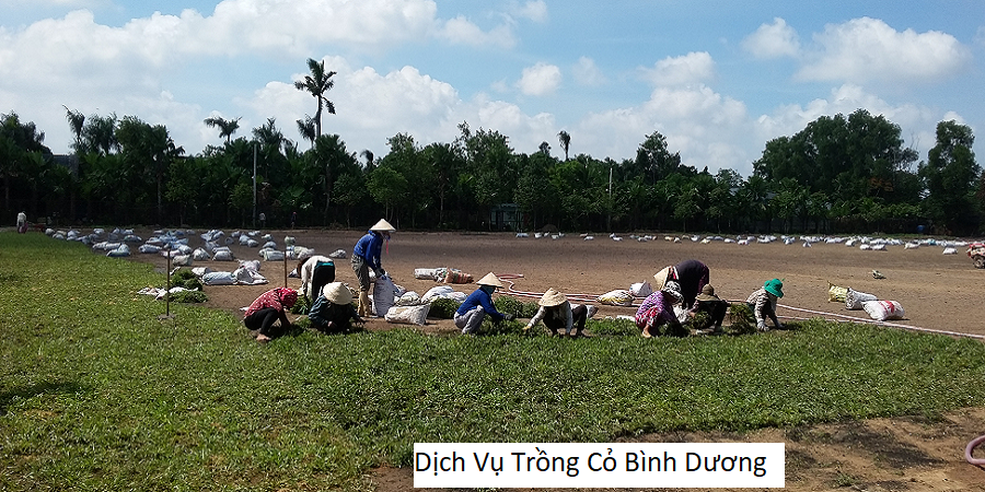 Dịch vụ trồng cỏ bình dương