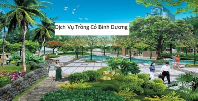 Dịch vụ trồng cỏ bình dương