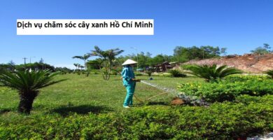 Dịch vụ chăm sóc cây xanh hồ chí minh