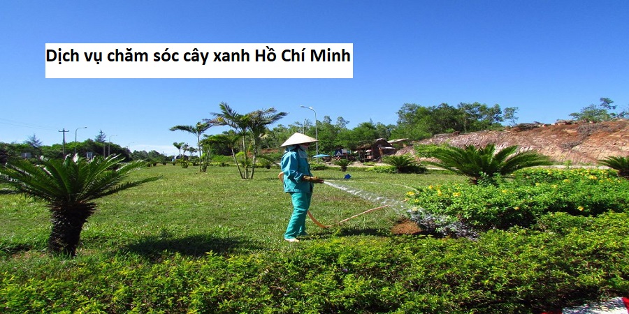 Dịch vụ chăm sóc cây xanh hồ chí minh