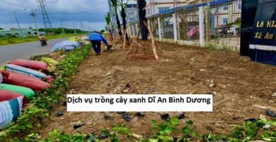 Dịch vụ trồng cây xanh dĩ an bình dương
