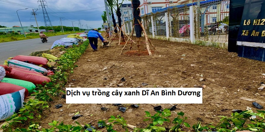 Dịch vụ trồng cây xanh dĩ an bình dương