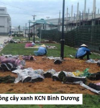 Dịch vụ trồng cây xanh kcn bình dương