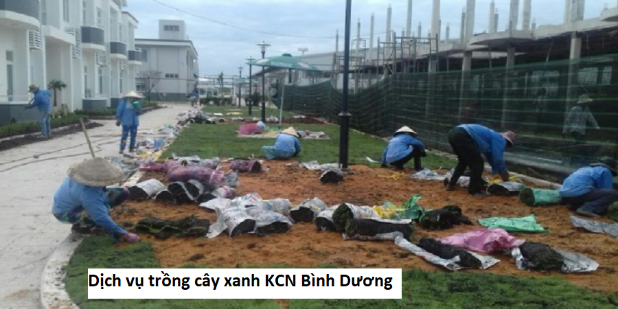 Dịch vụ trồng cây xanh kcn bình dương
