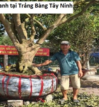 Dịch vụ trồng cây xanh tại Trảng Bàng Tây Ninh
