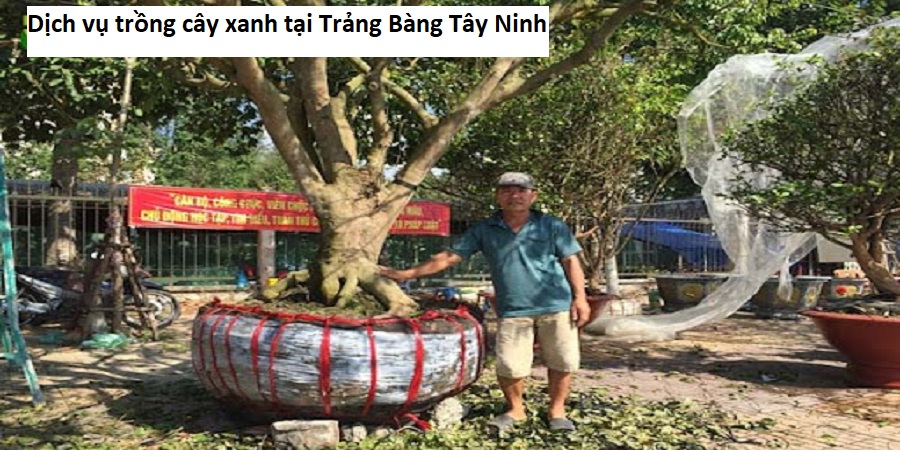 Dịch vụ trồng cây xanh tại Trảng Bàng Tây Ninh