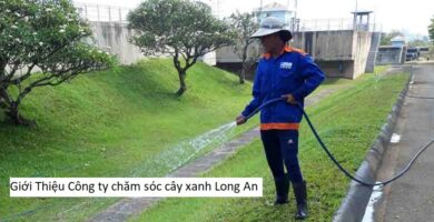 Giới Thiệu Công ty chăm sóc cây xanh Long An
