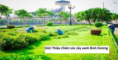 Giới thiệu chăm sóc cây xanh bình dương