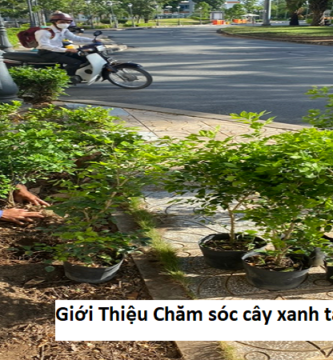 Giới thiệu chăm sóc cây xanh tại kcn Đồng an 2