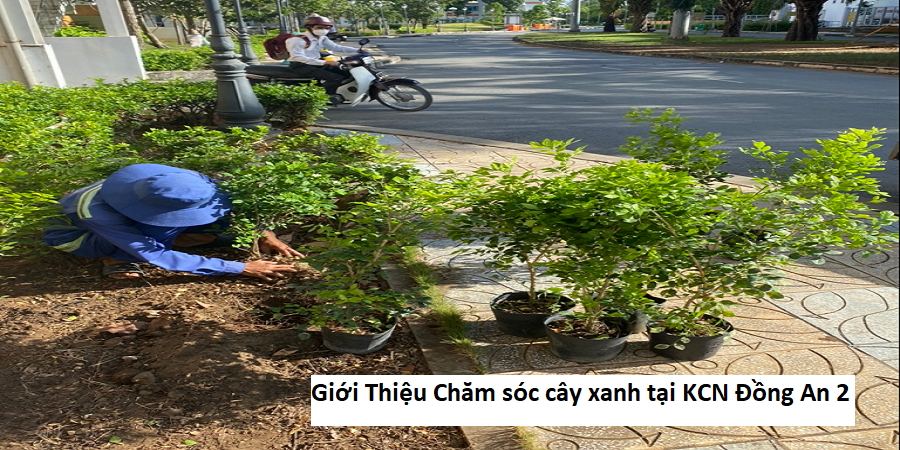 Giới thiệu chăm sóc cây xanh tại kcn Đồng an 2