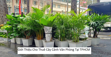 Giới thiệu cho thuê cây cảnh văn phòng tại tphcm