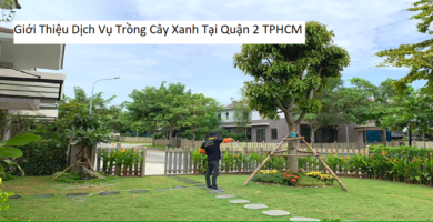 Giới thiệu dịch vụ trồng cây xanh tại quận 2 tphcm