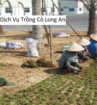 Giới Thiệu Dịch Vụ Trồng Cỏ Long An