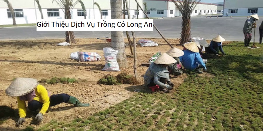 Giới Thiệu Dịch Vụ Trồng Cỏ Long An
