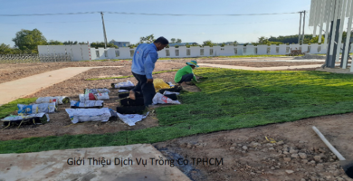 Giới thiệu dịch vụ trồng cỏ tphcm
