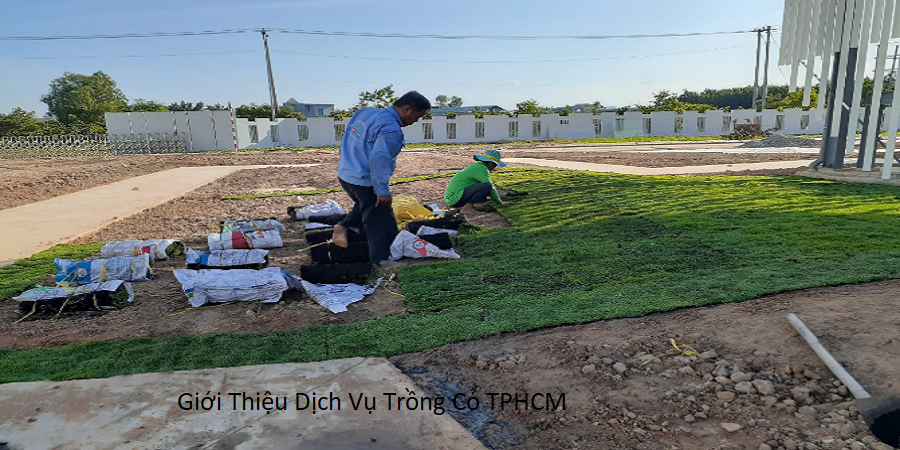 Giới thiệu dịch vụ trồng cỏ tphcm