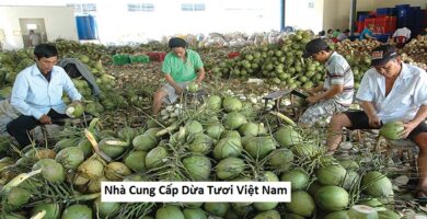 nhà cung cấp dừa tươi việt nam